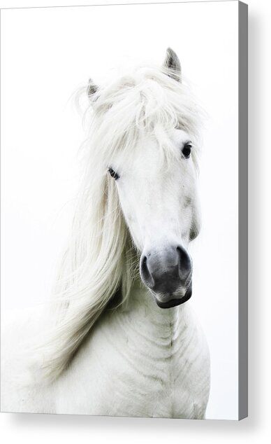 Graceful White Horse Portrait Acrylic Print