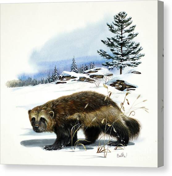 Wolverine And White Pine Canvas Art Print by Don Balke