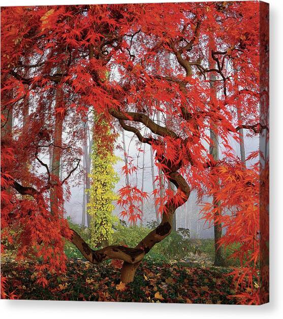 A Japanese Maple Tree Canvas Art Print by Richard Felber