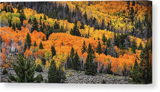 Fish Lake Fall Colors, Utah Canvas Art Print by Abbie Warnock