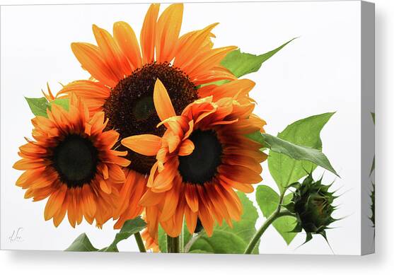 Vibrant Sunflower Spirits Canvas Art Print by D Lee