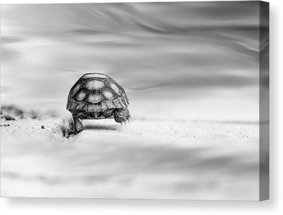 Big Big World #2 Canvas Art Print by Laura Fasulo