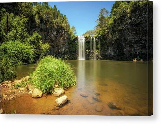 Dangar Falls in the Rainforest of Dorrigo National Park, Australia Canvas Art Print by Miroslav Liska