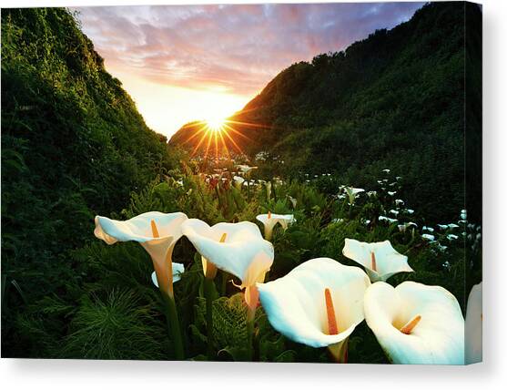 Field With Calla Lilly Flowers #2 Canvas Art Print by Maurizio Rellini