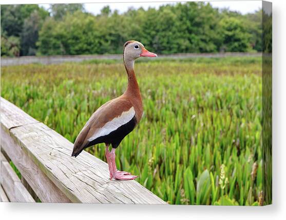 Florida, Boynton Beach, Green Cay Nature Center & Wetlands, Black-bellied Whistling-duck #2 Canvas Art Print by Laura Diez