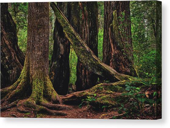 Assembled Giants, Redwood National Park, California Canvas Art Print by Abbie Warnock