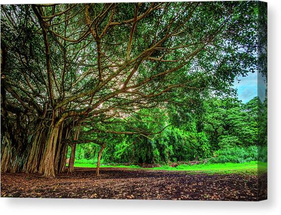 Banyan Tree Jungle Canvas Art Print by Abbie Warnock