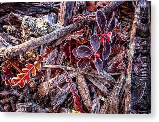 Frosty Morning Canvas Art Print by Jeff Sinon