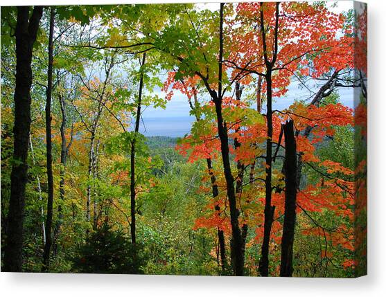 Maples Against Lake Superior - Tettegouche State Park Canvas Art Print by Cascade Colors