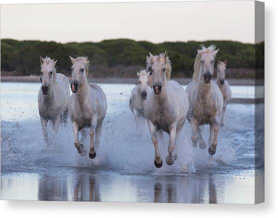 Camargue Horses #6 Canvas Art Print by Beniamino Pisati