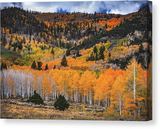 Fish Lake Fall Aspens, Utah Canvas Art Print by Abbie Warnock