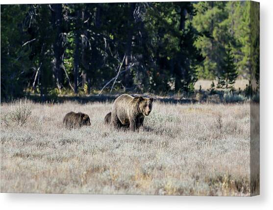 Grizzly Bear and 3 Cubs #2 Canvas Art Print by Dawn Richards