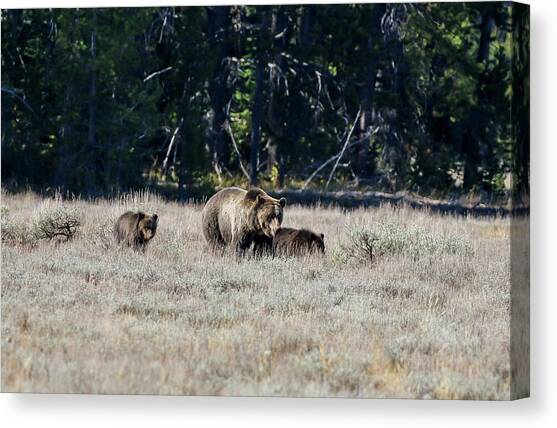 Grizzly Bear and 3 Cubs #3 Canvas Art Print by Dawn Richards