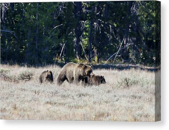 Grizzly Bear and 3 Cubs #4 Canvas Art Print by Dawn Richards