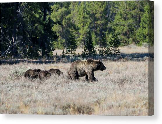 Grizzly Bear and 3 Cubs Walking #2 Canvas Art Print by Dawn Richards