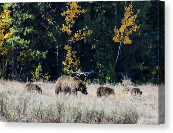 Grizzly Bear and 3 Cubs Walking #3 Canvas Art Print by Dawn Richards