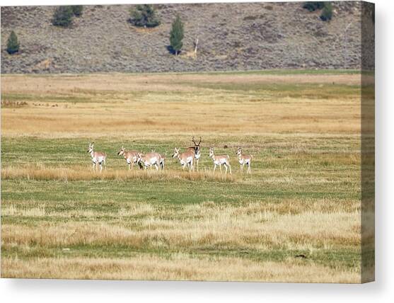 Male Pronghorn keeping Watch Canvas Art Print by Dawn Richards