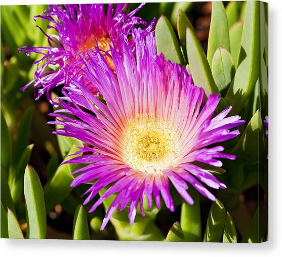 Ice Plant Blossom Canvas Art Print by Kelley King