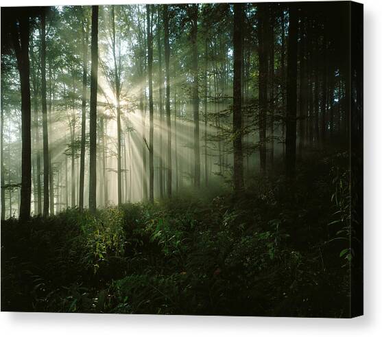 Sun Bursting Through Trees #2 Canvas Art Print by Giovanni Simeone
