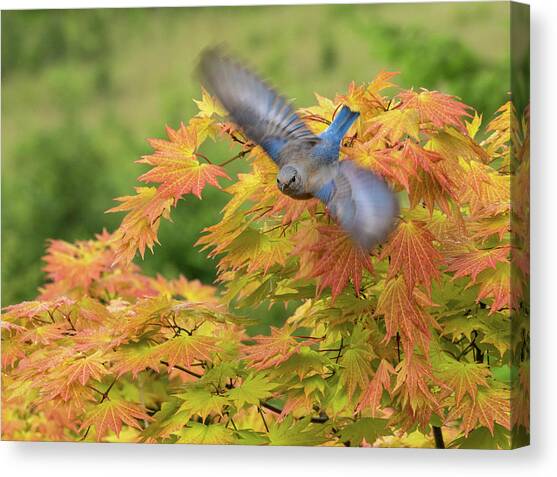 Bluebird Flying Canvas Art Print by Jean Noren