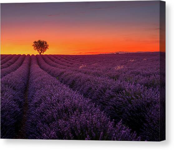 Provence Sunset Canvas Art Print by Serge Ramelli