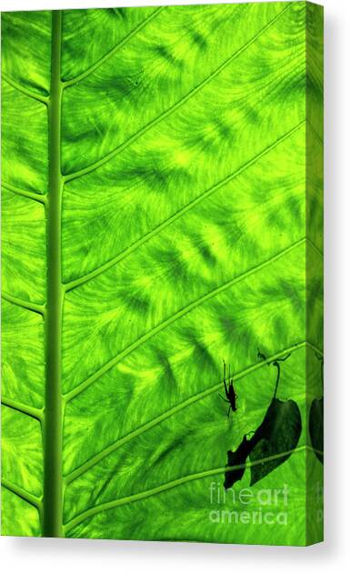 Bright green leave with an insect crawling over its surface Canvas Art Print by Sami Sarkis Photography