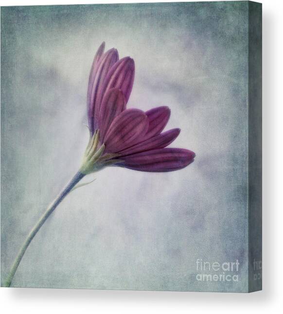 Flower Canvas Prints