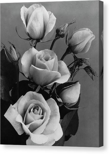 Roses #1 Canvas Art Print by J. Horace McFarland