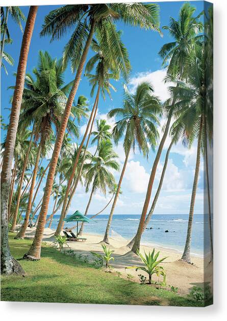 Palm Tree Near Beach Canvas Art Print by Erhard Pfeiffer