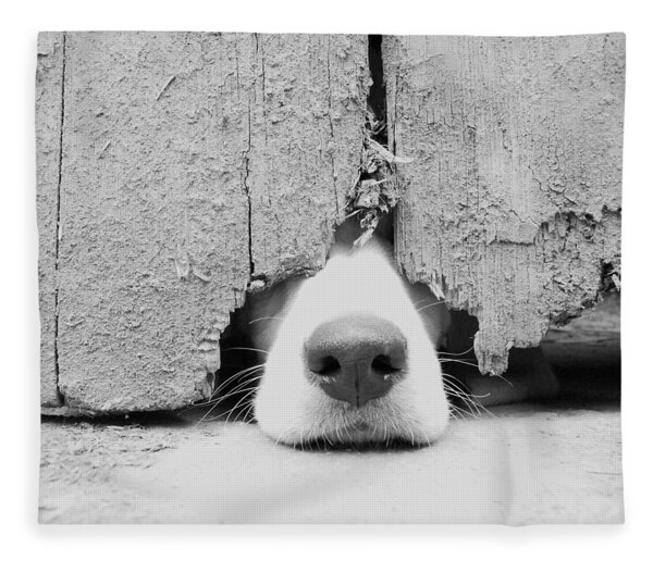 Nose Peeking Through Wooden Fence Fleece Blanket