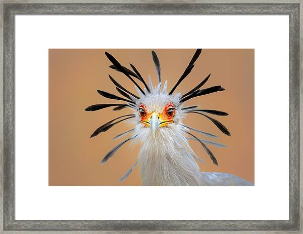 Regal Secretary Bird Portrait Framed Print