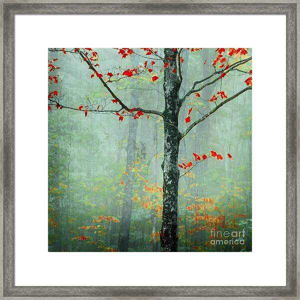 Vibrant Autumn Tree in Misty Forest Framed Print