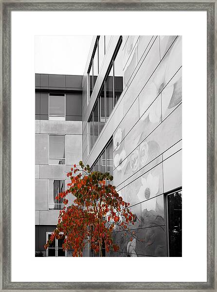 Modern Building with Autumn Tree Framed Print