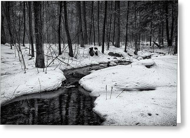 Stream Through The Misty Winter Woods Greeting Card
