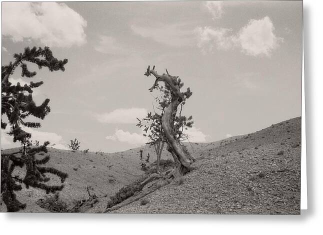 Talking Trees In Bryce Canyon Greeting Card