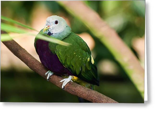 Wompoo Fruit Dove Greeting Card
