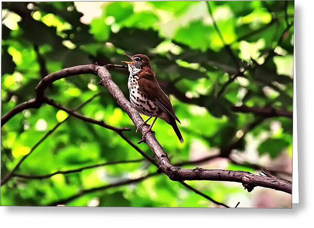 Songbird on a Branch Greeting Card