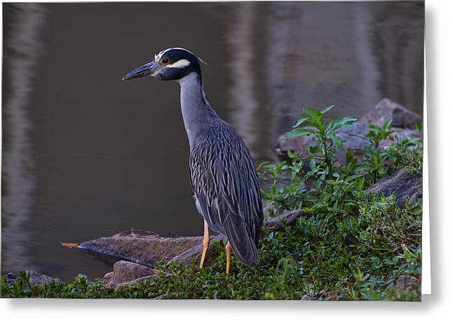 Yellow Crowned Night Heron Greeting Card