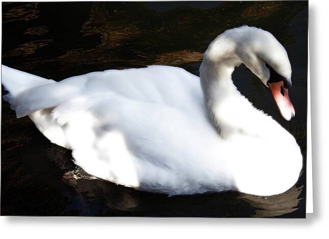 Royal Swan Greeting Card