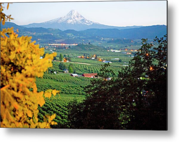 Vineyards With Mt Hood, Oregon Metal Print