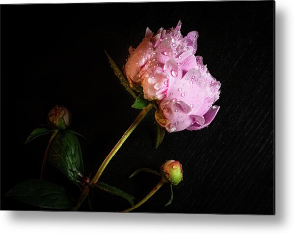 Rain Drenched Peony Metal Print