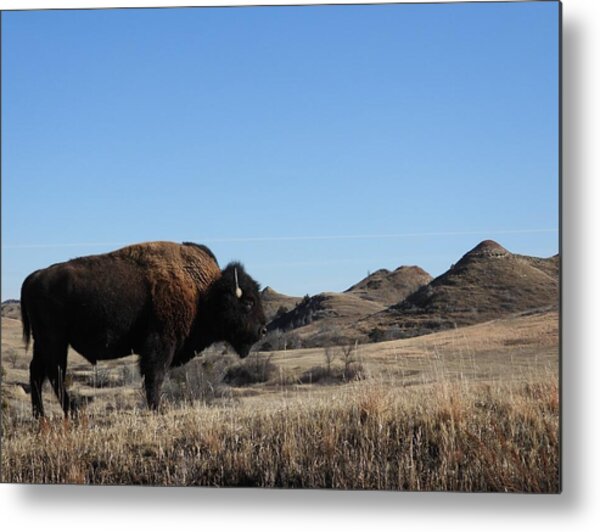 Nd Bison 3 Metal Print