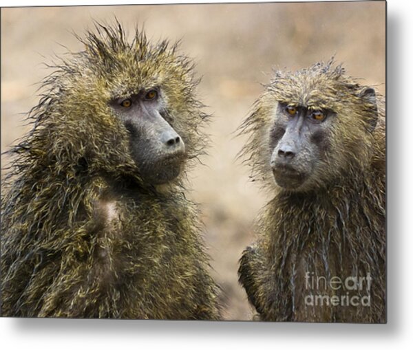 Wet Baboons Metal Print