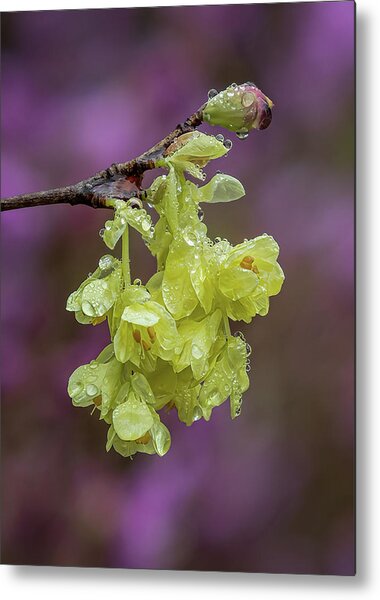 Winter-hazel Flowers After Rain Metal Print