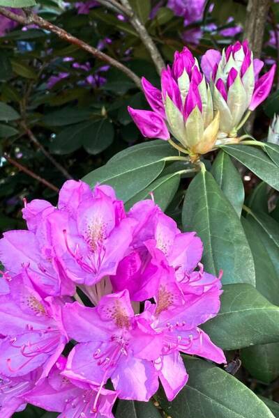 Nature's Canvas A Burst Of Pink Rhododendron Blossoms Poster