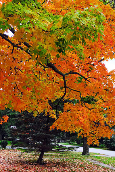 Vibrant Maple Spectacle Poster