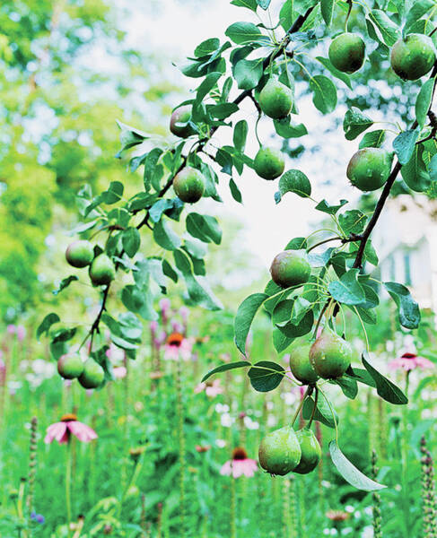 Organic Fruits Hanging On Branch Poster