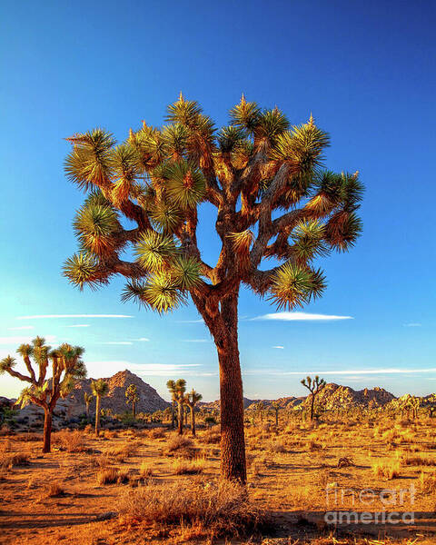 Vibrant Desert Landscape Poster