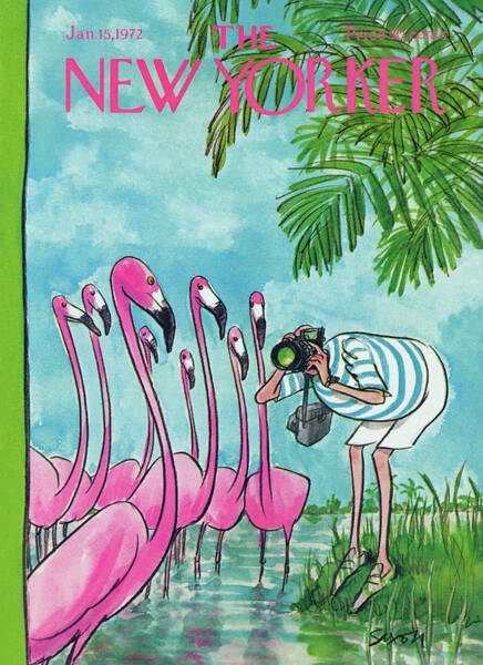Flamingos and Photographer Poster
