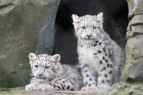 Snow Leopard Cubs in a Cave Poster
